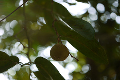 Paramignya monophylla